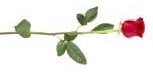 pic of rose pic of rose